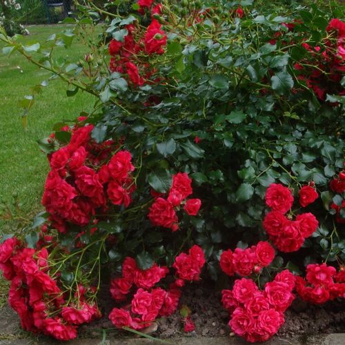 Bordová - Stromková růže s drobnými květy - stromková růže s kompaktním tvarem koruny